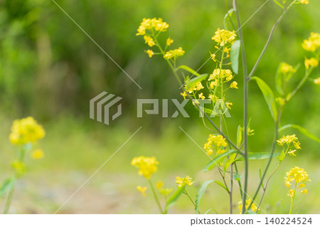沐浴在春日柔和陽光下的可愛黃色油菜花(留白/文字空間)| 春季背景素材 沐浴在春日柔和陽光下的可愛黃色油菜花(留白/文字空間)| 春季背景素材 140224524