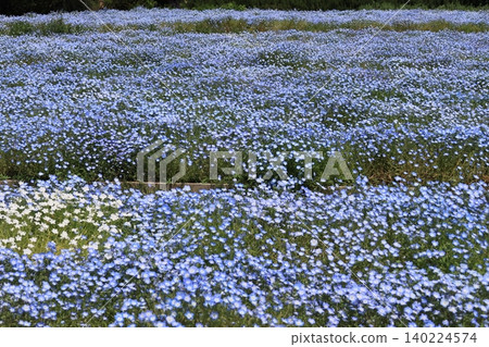 一片盛開的粉蝶花田。 一片盛開的粉蝶花田。 140224574