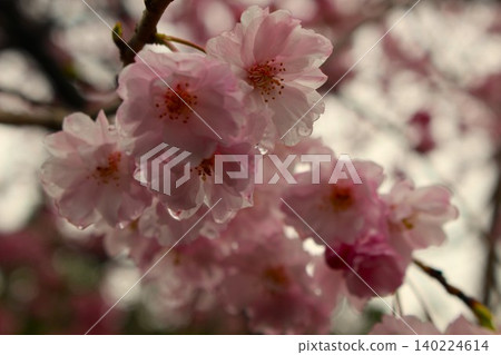 Shidaresakura Shidaresakura 140224614