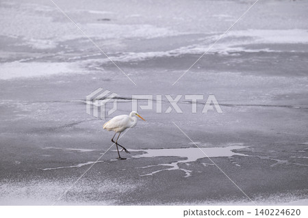 白鷺鷥在北海道白鹀湖冰封的湖面上行走 140224620