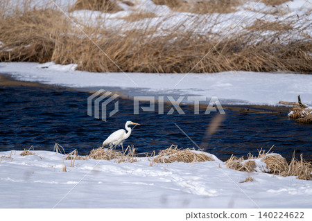 Egrets walking on the surface of Lake Shirarutoro in Hokkaido Egrets walking on the surface of Lake Shirarutoro in Hokkaido 140224622