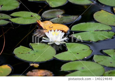Water Lilies Landscape Water Lilies Landscape 140224640