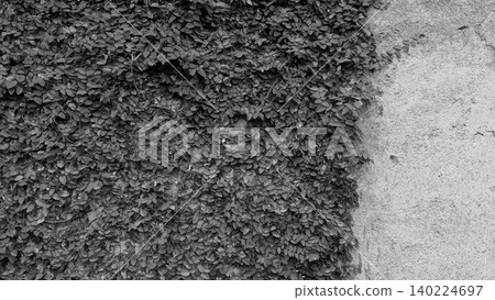Monochrome close up shot captures a dense wall cover of green ivy leaves spreading across a rough weathered concrete surface. Beautiful black white textured urban scene showcases heavy natural 140224697
