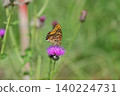 Silver-washed fritillary sucking thistle nectar 140224731
