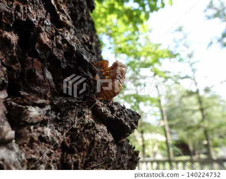 Cicada, cicada, cicada shell, brown cicada 140224732