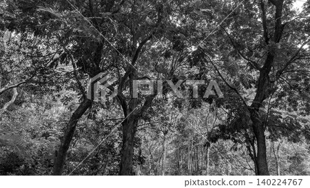 Black white monochrome landscape photo showcases dense tropical forest tree canopy foliage texture, lush vegetation layers. Scenic wild jungle woods environment view contains dark tree trunks, small Black white monochrome landscape photo showcases dense tropical forest tree canopy foliage texture, lush vegetation layers. Scenic wild jungle woods environment view contains dark tree trunks, small 140224767