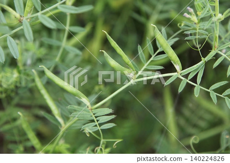 Vetch bearing fruit Vetch bearing fruit 140224826