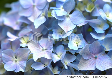 Hydrangea flowers in full bloom during the rainy season (6) Hydrangea flowers in full bloom during the rainy season (6) 140224879
