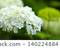 Hydrangea flowers in full bloom during the rainy season (19) 140224884