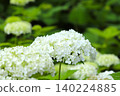 18 hydrangea flowers in full bloom during the rainy season 140224885