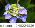 31 Hydrangea flowers in full bloom during the rainy season 140224886