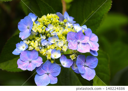 雨季裡盛開的31朵繡球花 雨季裡盛開的31朵繡球花 140224886