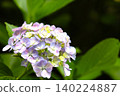 30 Hydrangea Flowers in Full Bloom During the Rainy Season 140224887