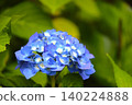 29 Hydrangea flowers in full bloom during the rainy season 140224888
