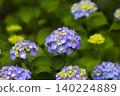 28 hydrangea flowers in full bloom during the rainy season 140224889