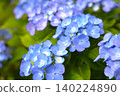 27 Hydrangea flowers in full bloom during the rainy season 140224890
