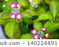 26 hydrangea flowers in full bloom during the rainy season 140224891