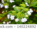 25 Hydrangea flowers in full bloom during the rainy season 140224892