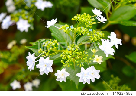 25 Hydrangea flowers in full bloom during the rainy season 25 Hydrangea flowers in full bloom during the rainy season 140224892