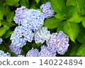 23 Hydrangea flowers in full bloom during the rainy season 140224894