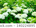 Hydrangea flowers in full bloom during the rainy season (22) 140224895