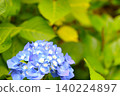 Hydrangea flowers in full bloom during the rainy season (21) 140224897