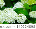 Hydrangea flowers in full bloom during the rainy season (20) 140224898