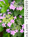 10 Hydrangea flowers in full bloom during the rainy season 140224899