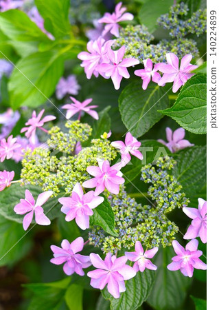 10 Hydrangea flowers in full bloom during the rainy season 10 Hydrangea flowers in full bloom during the rainy season 140224899