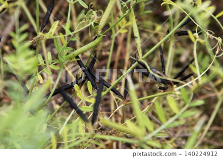 Vetch with black pods Vetch with black pods 140224912