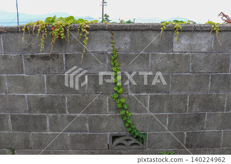 Ivy growing along a concrete block wall Ivy growing along a concrete block wall 140224962