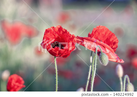 Crimson chalet poppies bathed in the morning sunlight [Papaveraceae family] 140224992