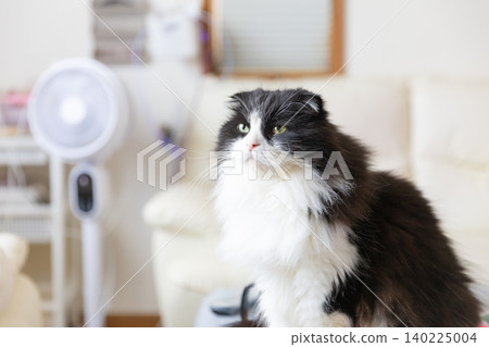 A fan and a long-haired cat 140225004