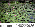 Water lily 140225086