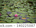 Water lily 140225087