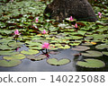 Water lily 140225088