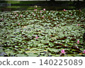 Water lily 140225089