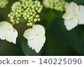 hydrangea   140225090