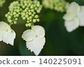 hydrangea   140225091