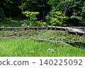 Water lilies and irises 140225092