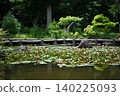 Water lily 140225093