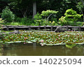 Water lily 140225094
