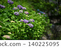 hydrangea   140225095