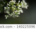 Sangogesu 140225096