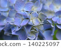 hydrangea   140225097