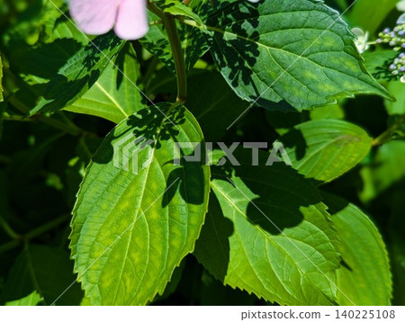 繡球花的葉子投下陰影,閃閃發光。 繡球花的葉子投下陰影,閃閃發光。 140225108