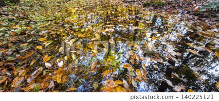 Image of autumn colors in the forest around Lake Onbara 140225121