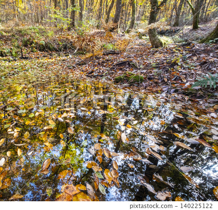Image of autumn colors in the forest around Lake Onbara Image of autumn colors in the forest around Lake Onbara 140225122