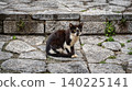 A black and white stray cat sitting alertly on stone pavement steps in Marmaris, Turkey. Street animal life and urban texture. 140225141