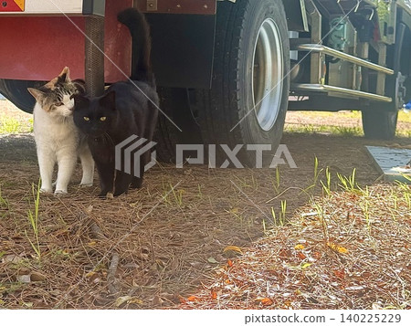 Friendly cats Friendly cats 140225229